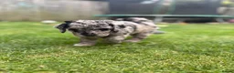 Cockapoo dogs for sale: Cockapoo F1B puppies - Advert 36