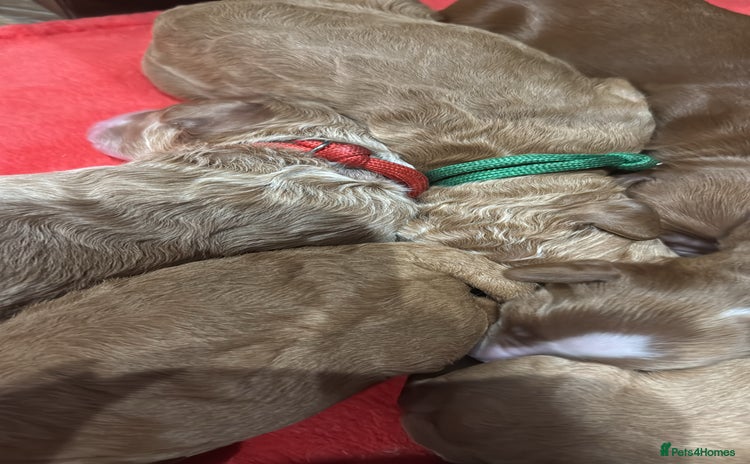 Double Doodle dogs - Advert 1