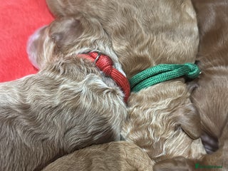 Double Doodle dogs - Advert 1