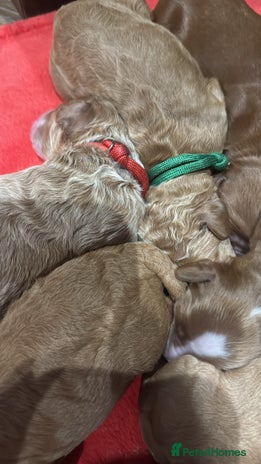 Double Doodle dogs - Advert 1