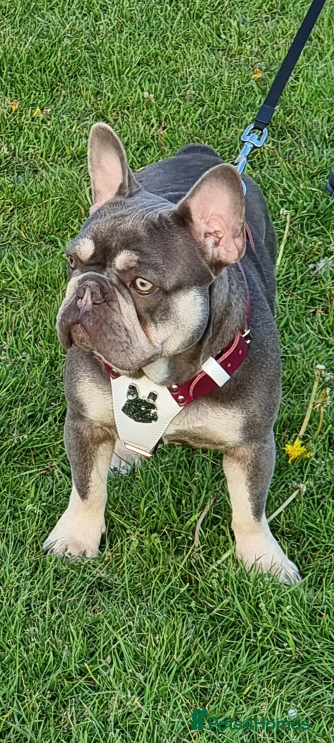 French Bulldog dogs for stud: Kye - Lilac and Tan Frenchie in St Albans - Advert 2