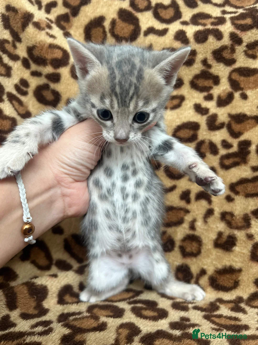 Bengal cats for sale: Beautiful Litter of Bengal Kittens - TICA Reg - Advert 2