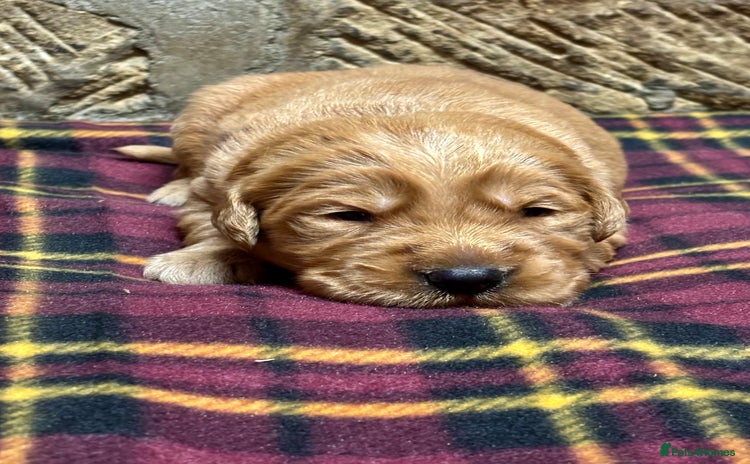Golden Retriever dogs - Advert 1