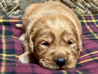 Golden Retriever dogs - Advert 30