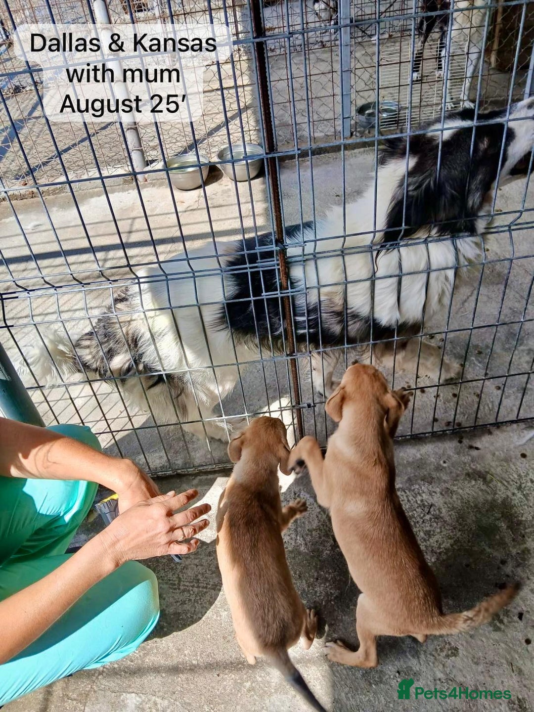 Mixed Breed dogs for adoption: Dallas, 6 months approx. Available for adoption. - Image 13