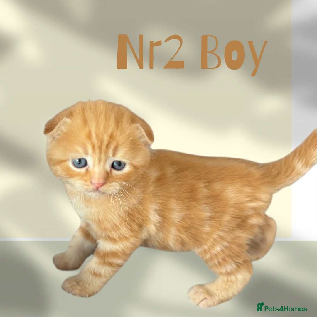 Scottish Fold cats for sale: 3 Scottish Fold Boys STILL AVAILABLE - Image 11