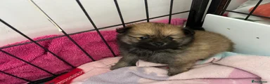 Pomeranian Puppy 4
