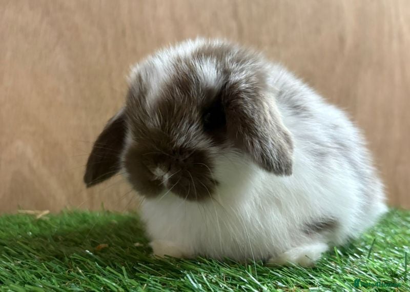 Mini Lop rabbits Beautiful friendly VHD vaccinated Mini Lop babies - Advert 1