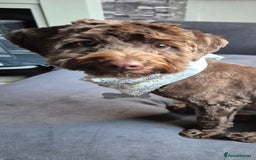 Mixed Breed dogs for sale: 12 month old havapoo - Image 2