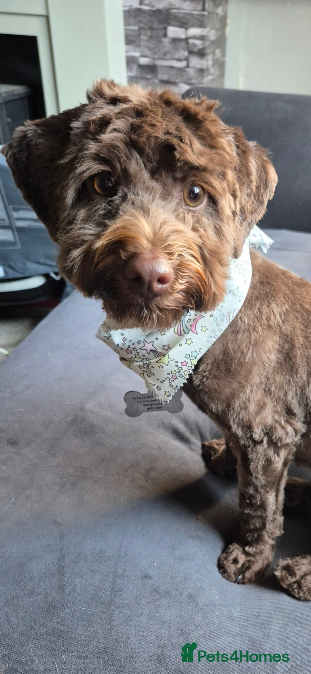 Mixed Breed dogs for sale: 12 month old havapoo - Image 2