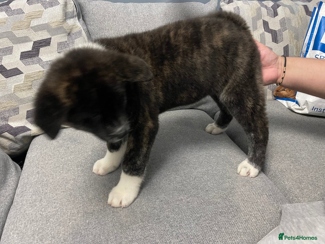 Japanese Akita Inu dogs for sale: Japonese Akita Inu - Advert 18