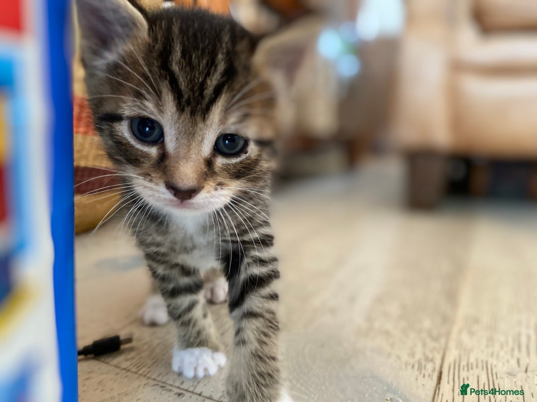 Mixed Breed cats for sale: Four beautiful little kittens - Image 10