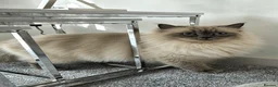 Siberian cats for sale: GCCF neva Champion bloodlines siberians - Advert 5