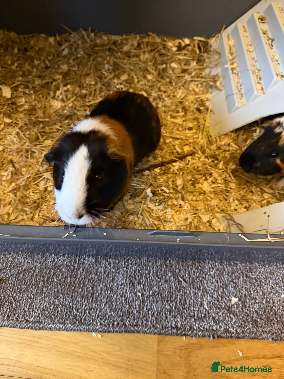 Guinea Pig rodents for sale: Guinea pigs  - Advert 3