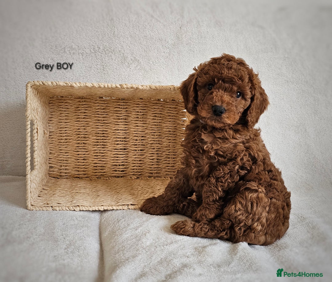 Cavapoo dogs for sale: Adorable F1b Cavapoo Puppies Ready 15th November - Image 19