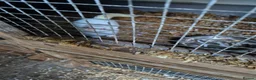 Ferret rodents for sale: Micro ferrits - Advert 8