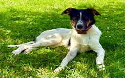 Foxhound dogs for adoption: Josie – Saved in the Final Hour - Image 5