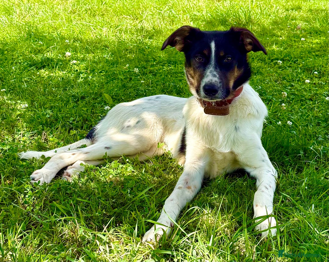 Foxhound dogs for adoption: Josie – Saved in the Final Hour - Image 5