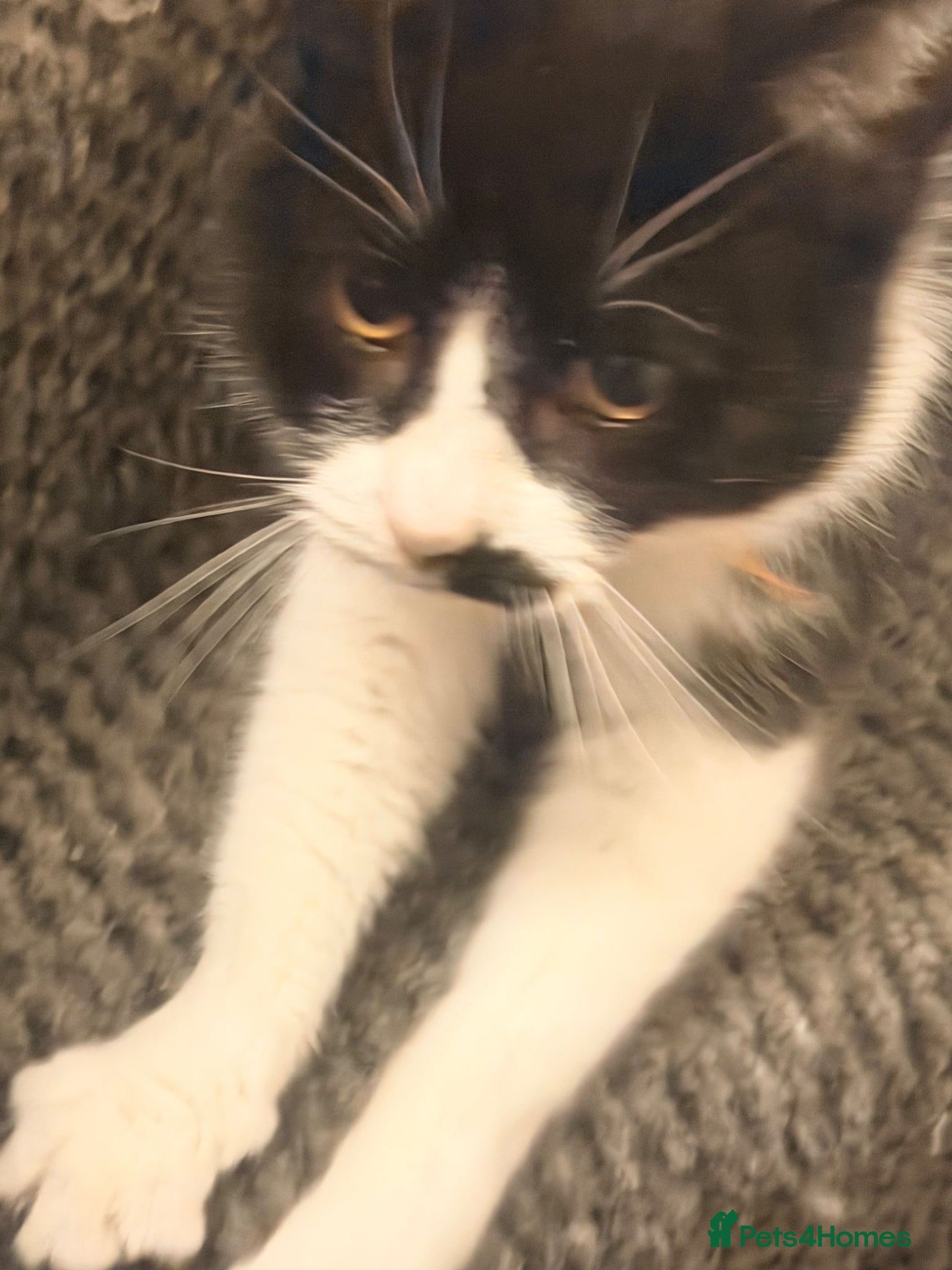 Domestic Shorthair cats Sassy mature female cat - Advert 8