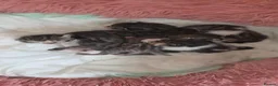 Bengal cats for sale: Purebred Bengal Kittens Available for Reservation  - Advert 2