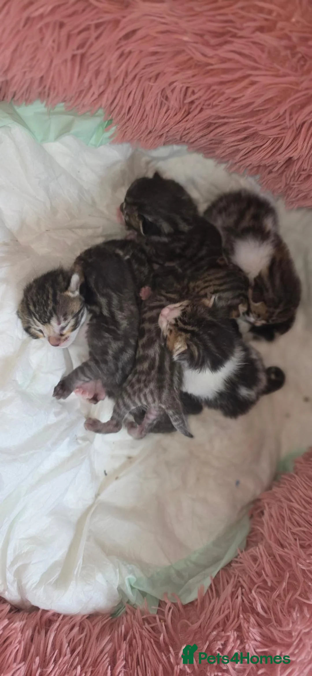 Bengal cats for sale: Purebred Bengal Kittens Available for Reservation  - Advert 2