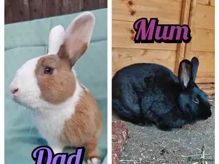 New Zealand rabbits 8 New Zealand baby rabbits - Advert 2