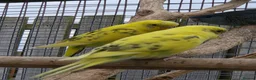 Budgerigars birds for sale: Stunning Young Budgies For Sale - Advert 3