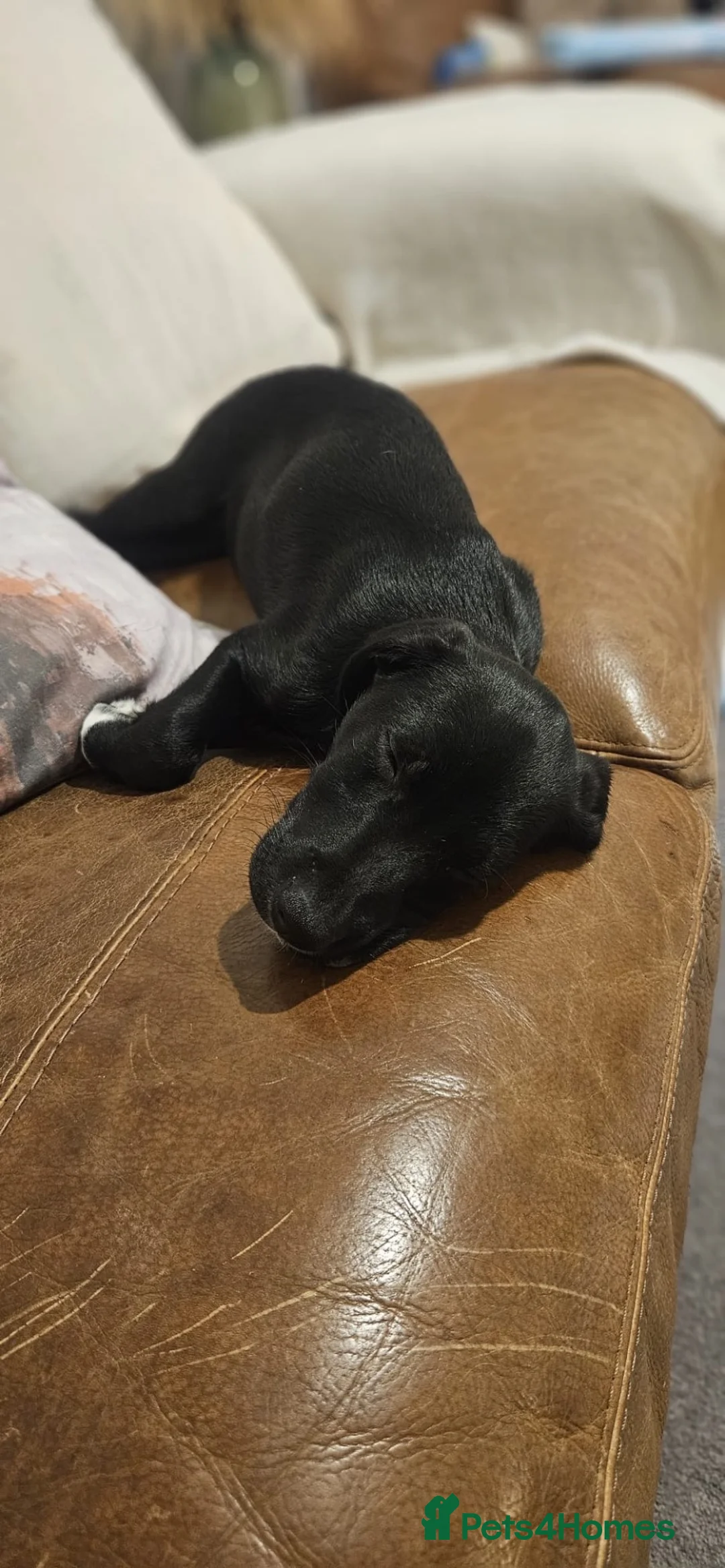 Mixed Breed dogs for sale: Male pup in Wareham - Advert 1