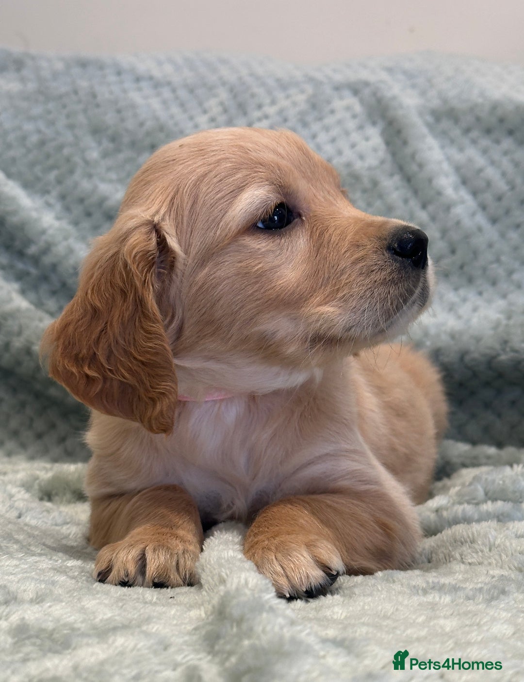 Golden Retriever dogs for sale: Quality litter of KC reg Golden Retriever Puppies  - Advert 36