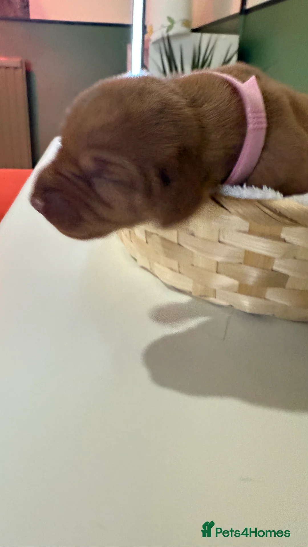 Hungarian Vizsla dogs for sale: Hungarian Vizslas from Licenced Breeder - Advert 3