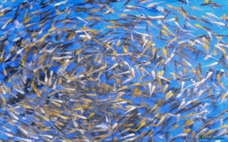 Koi Carp fish for sale: Koi Fry 8-10 weeks old new batch high quality - Image 2