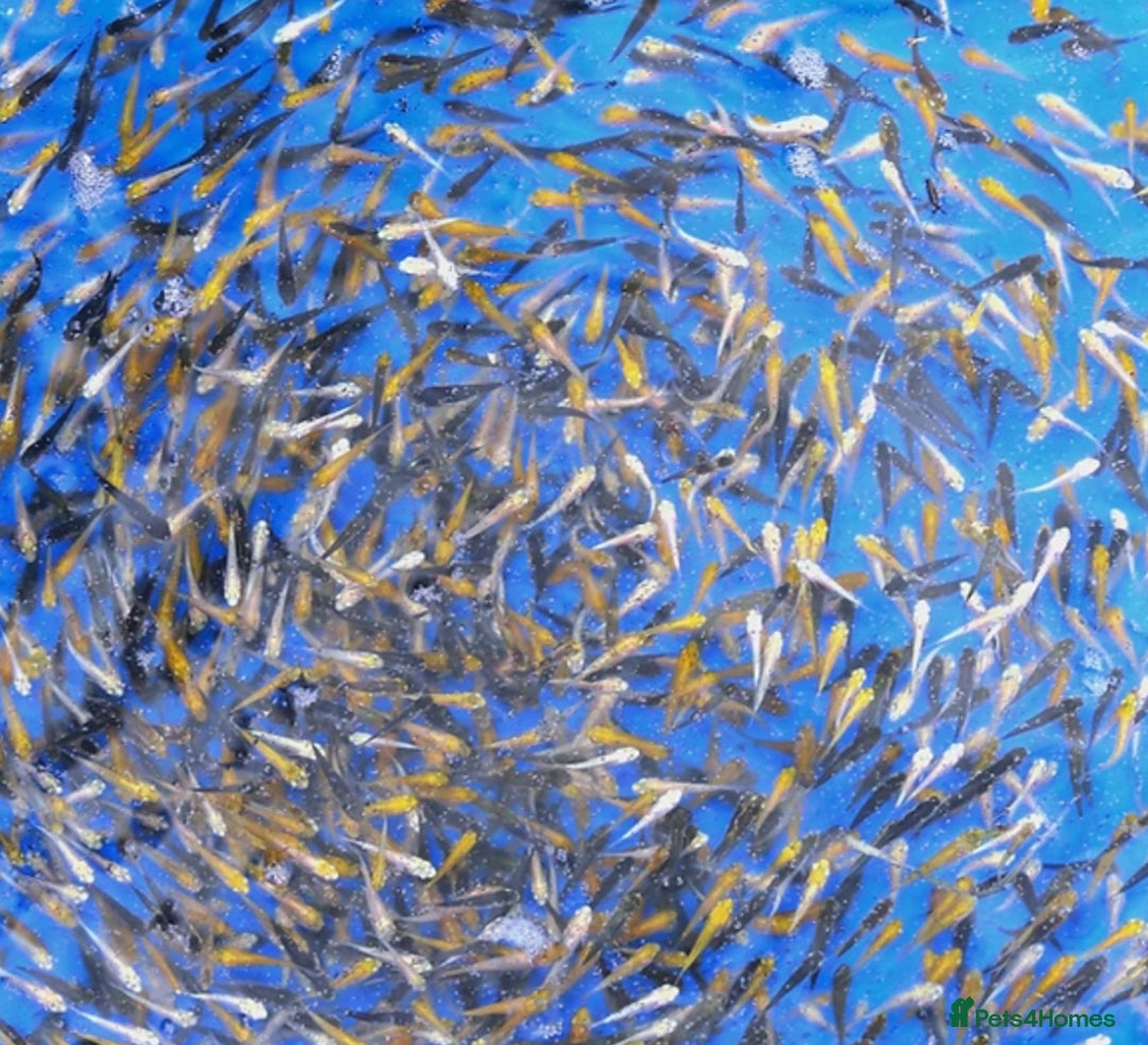 Koi Carp fish for sale: Koi Fry 8-10 weeks old new batch high quality - Image 2