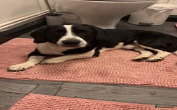 Mixed Breed dogs for sale: Rolo  - Image 4