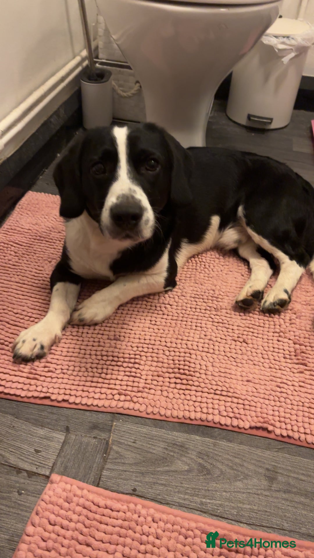 Mixed Breed dogs for sale: Rolo  - Image 4