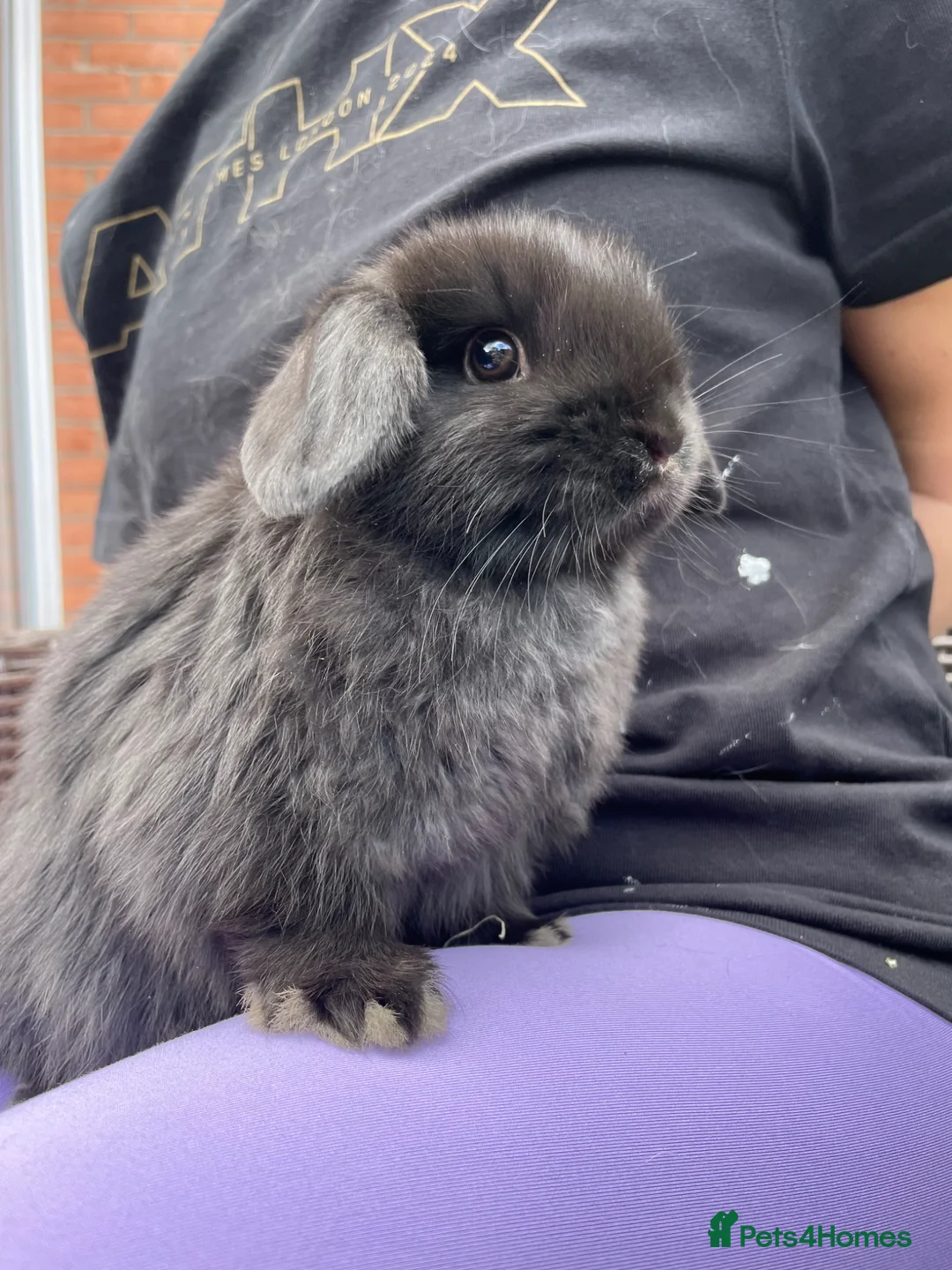 Mini Lop rabbits for sale: 2 Mini Lop Girls  in Swadlincote - Advert 1