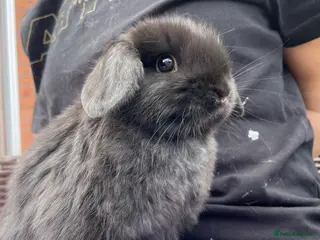 Mini Lop rabbits 2 Mini Lop Girls - Advert 3