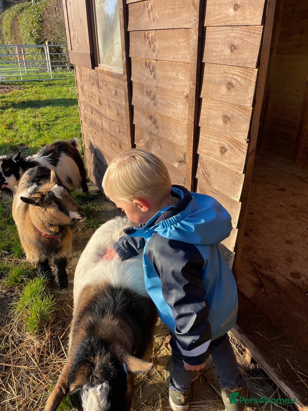 Goats livestock for sale: Three gorgeous male Pygmy goats. Must go together. - Advert 5