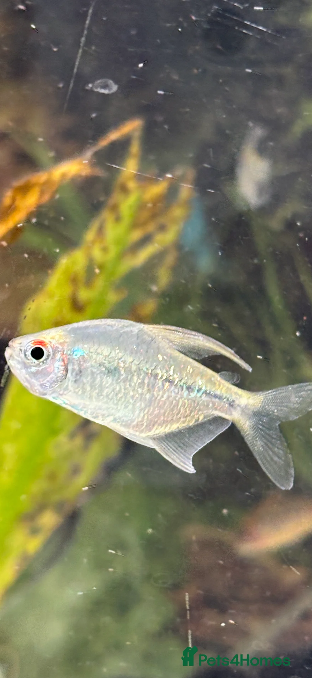 Tetras fish for sale: Emerald neon tetra. Stunning, simmering.  - Advert 5