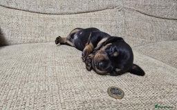 Miniature Dachshund dogs for sale: Miniature dachshund Puppies  - Advert 5