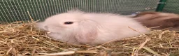 Mini Lion Lop rabbits for sale: Stunning Mini Lion Lops - READY SATURDAY - Advert 6
