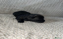 Shihpoo dogs for sale: Gorgeous Toy Shihpoo puppies - Image 19