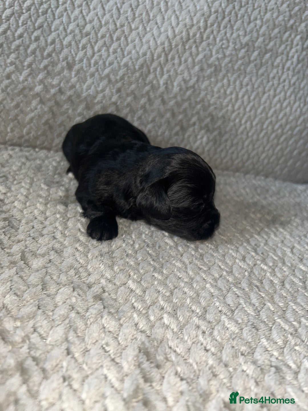 Shihpoo dogs for sale: Gorgeous Toy Shihpoo puppies - Image 19