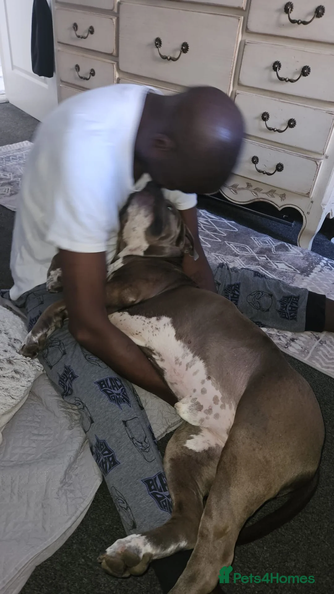American Bully dogs for sale: Tyson needs a good home with a good family. in London - Advert 2