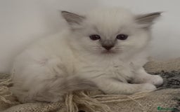 Ragdoll cats for sale: GCCF registere ragdoll kittens ready now 🐱 😍 in Berkhamsted - Image 13