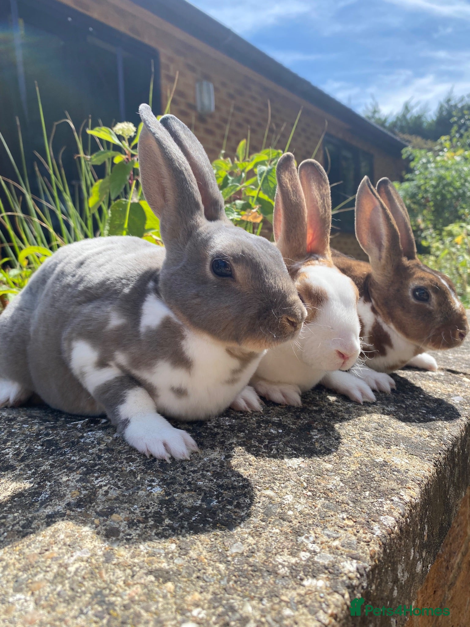 Rex rabbits 3 Beautiful Mini Rex Rabbit Babies Available!  - Advert 8