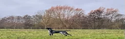 German Shorthaired Pointer dogs for stud: For Stud GSP Black and White - Advert 11