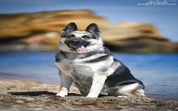 Sheepadoodle dogs for sale: East-European shephe - Image 1