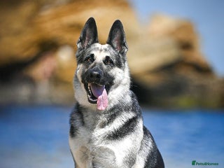 Sheepadoodle dogs - Advert 15