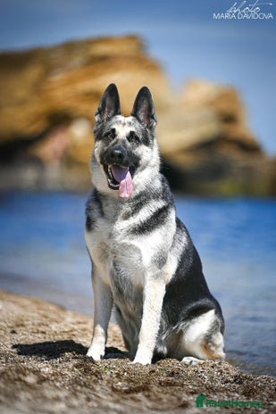 Sheepadoodle dogs - Advert 1