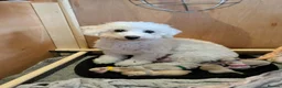 Poochon dogs for sale: Toy poochon puppies  in Gloucester - Advert 1